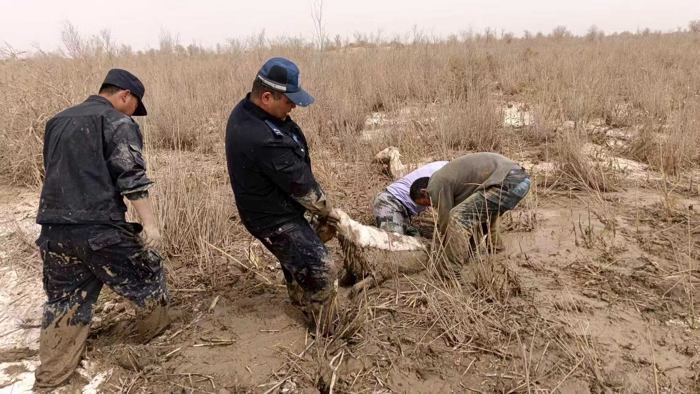 mmexport1776067730440