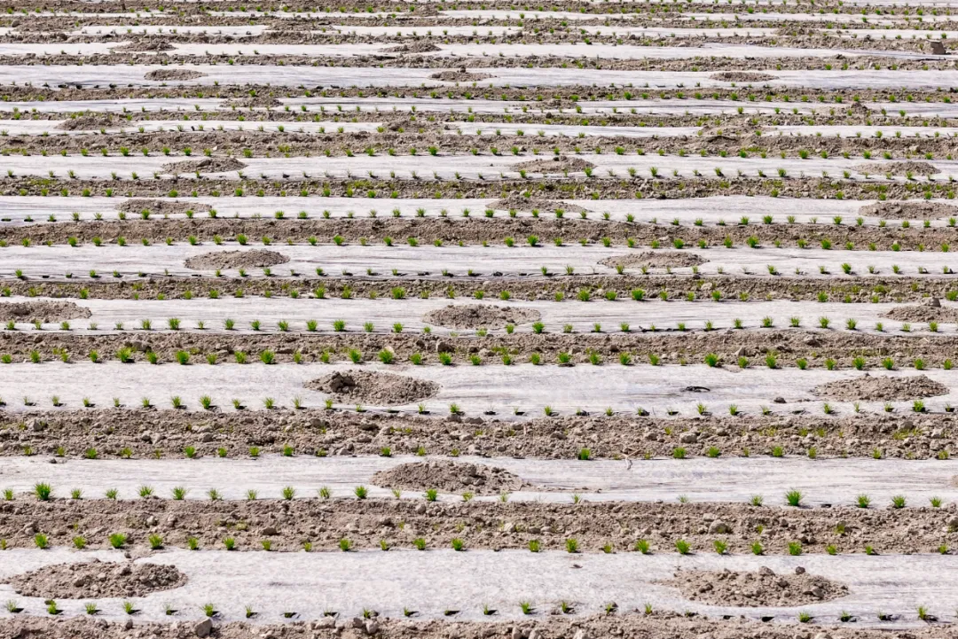 mmexport1776426820421