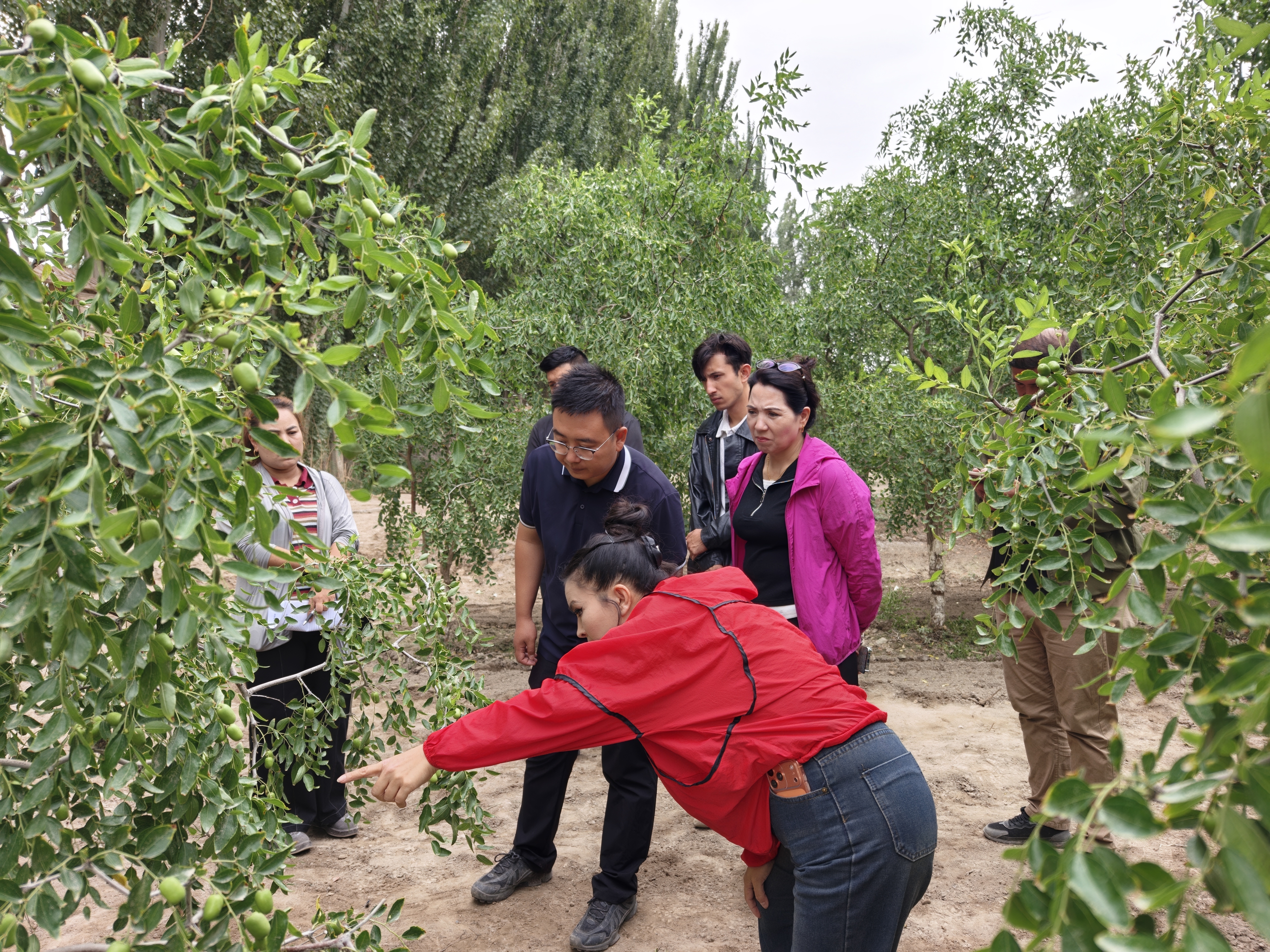 技术员指出枣树种植过密的问题.jpg 技术员指出枣树种植过密的问题.jpg