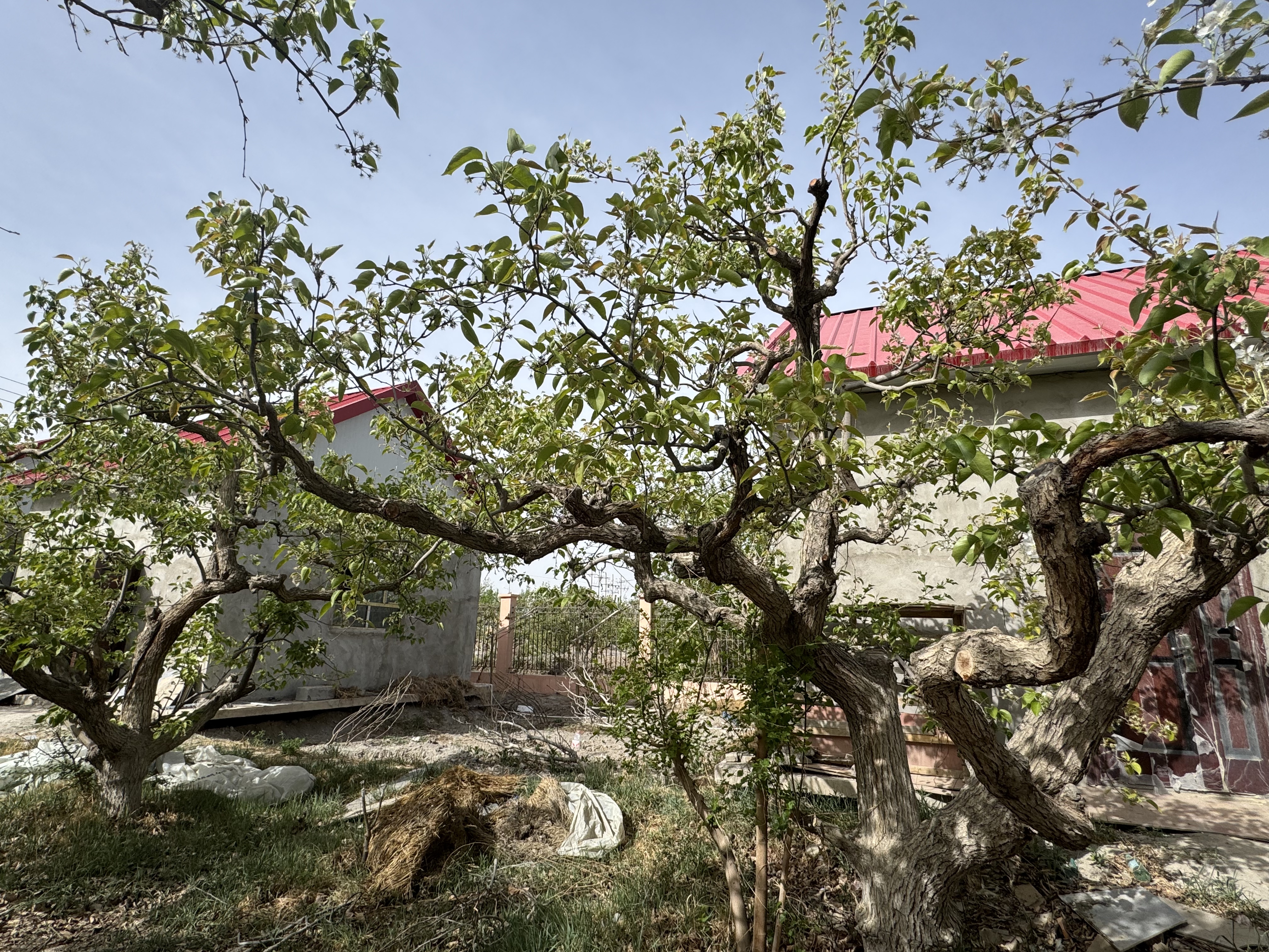 mmexport1776500133577