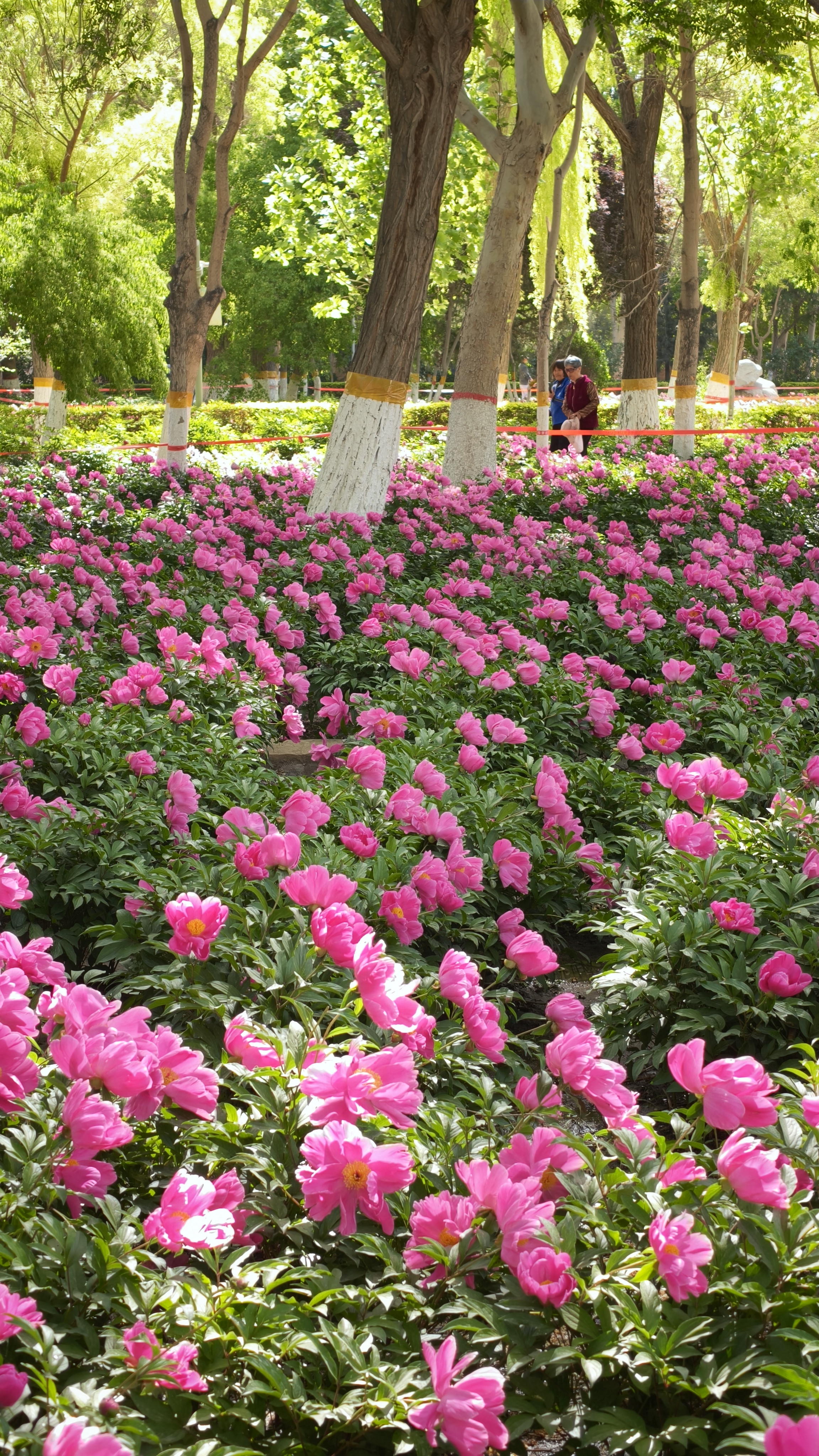 IMG20260501113203