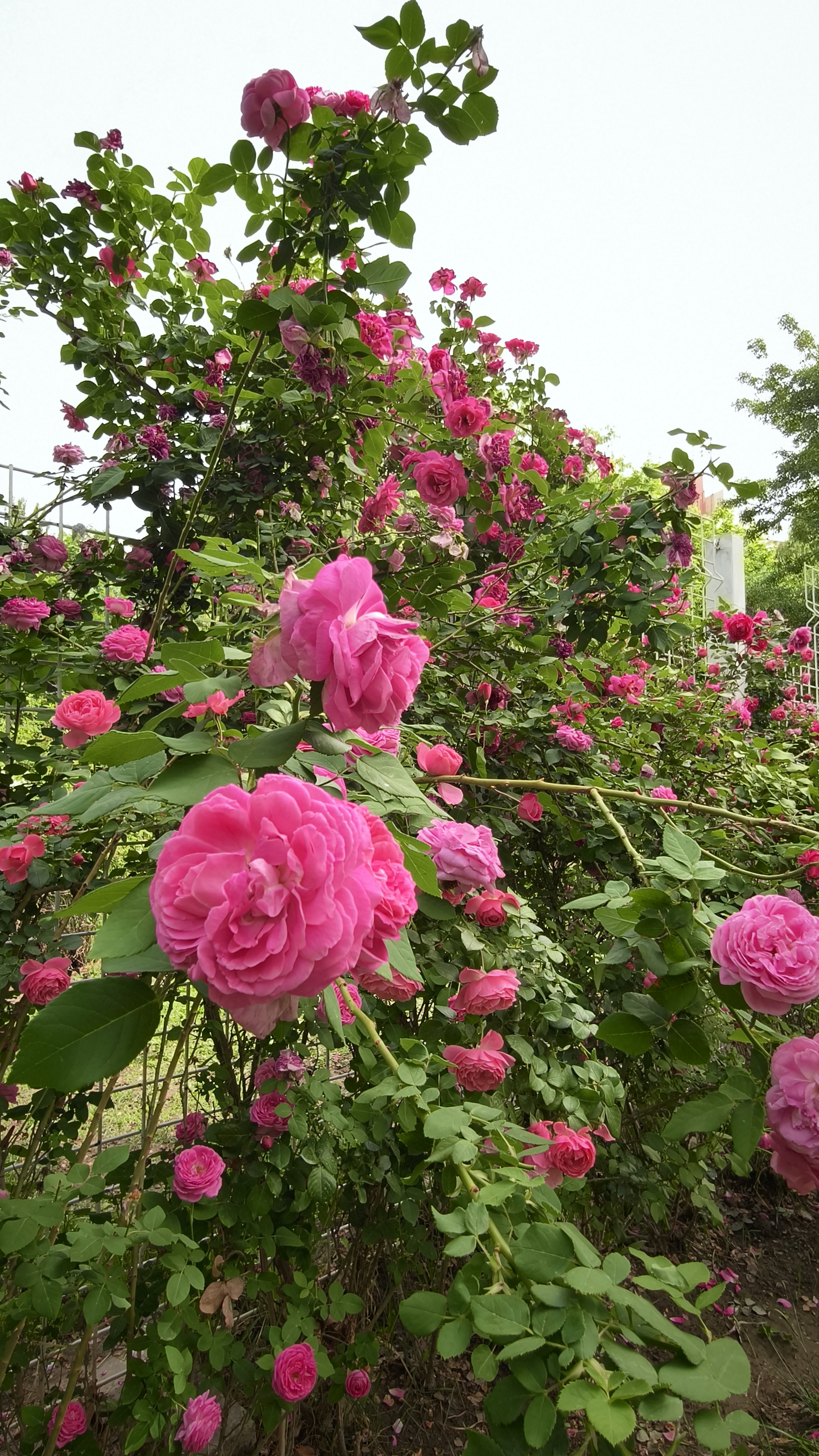 IMG20260508110148