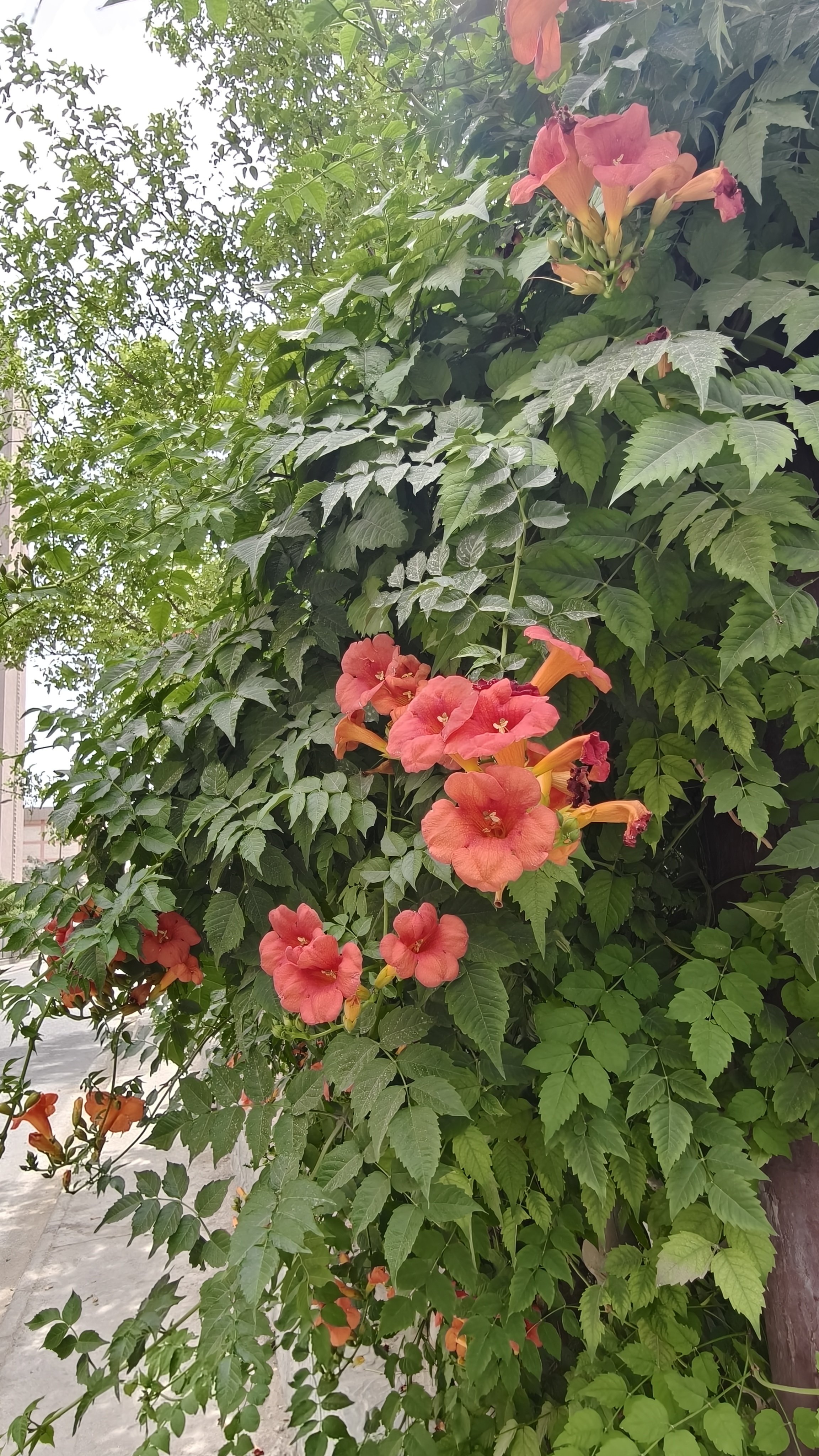 IMG_CROP_20260611_19183809
